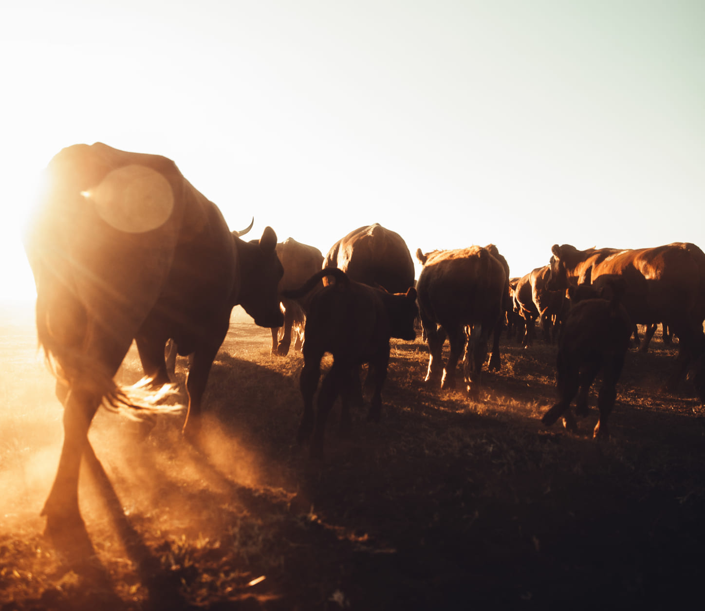 cattle-on-farm-in-sunrise-BUEAMCQ-1-1-1 cattle-on-farm-in-sunrise-BUEAMCQ-1-1-1